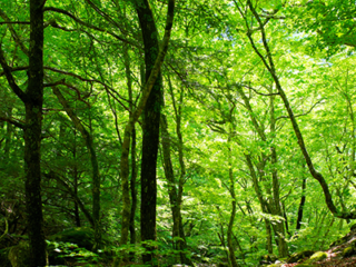 日本の木と、職人の技でつくる建具｜ SOPIA 無垢ドア新シリーズ