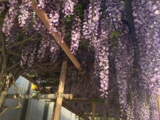 今年も藤の花が見事に咲きました